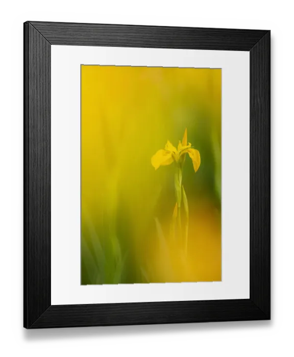 Framed Print : RF - Yellow flag iris (Iris pseudacorus). Cornwall, England, UK. May. (This image may be licensed either as rights managed or royalty free. )