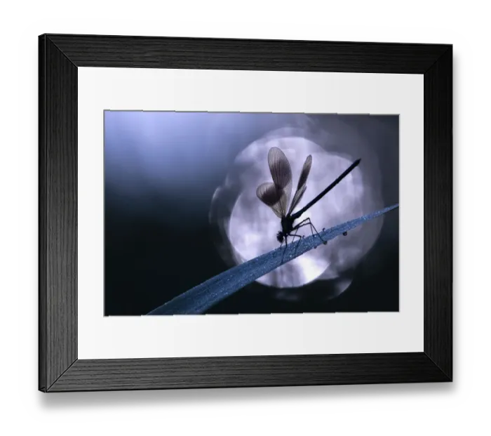 Framed Print : RF - Banded demoiselle damselfly (Calopteryx splendens) male roosting on reed, silhouetted against sun reflected in the water. Cornwall, England, UK. May. (This image may be licensed either as rights managed or royalty free. ) Framed Print : RF - Banded demoiselle damselfly (Calopteryx splendens) male roosting on reed, silhouetted against sun reflected in the water. Cornwall, England, UK. May. (This image may be licensed either as rights managed or royalty free. )
