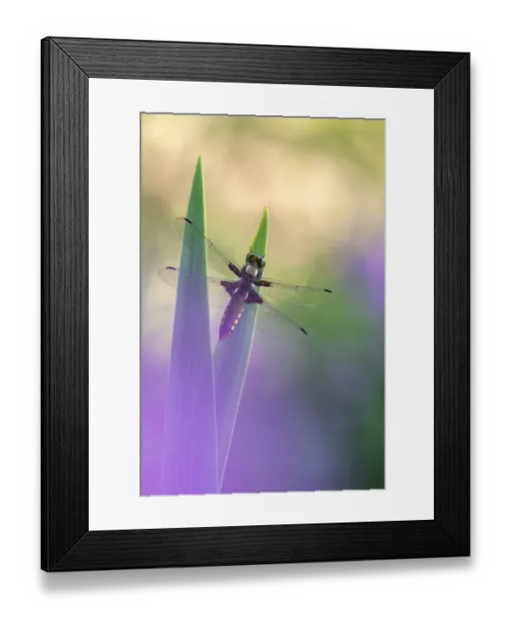 Framed Print : RF - Broad-bodied chaser dragonfly (Libellula depressa) resting on reeds. Cornwall, England, UK. May. (This image may be licensed either as rights managed or royalty free. )
