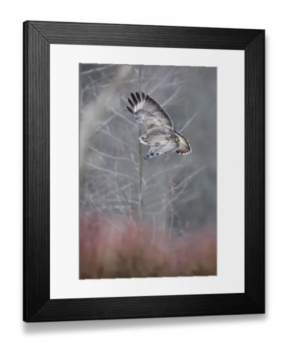 Framed Print : Common buzzard (Buteo buto) flying in the forest. Bialowiela National Park, Poland. January