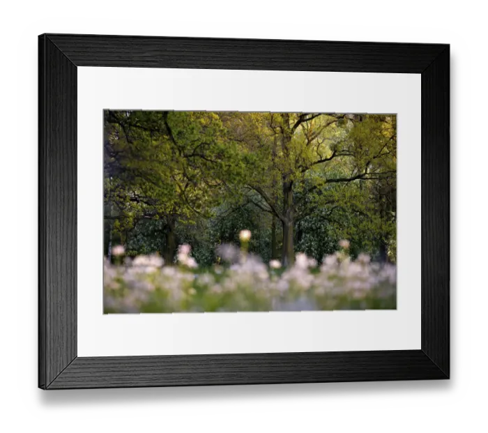 Framed Print : Oak trees (Quercus robur) in spring. Wroc┼éaw, Poland. April