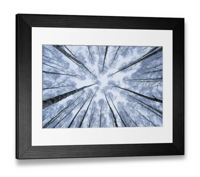 Framed Print : Wintery forest of Silver Birches (Betula pendula) photographed from below with a wide angle lens. Białowieła National Park, Poland. January Framed Print : Wintery forest of Silver Birches (Betula pendula) photographed from below with a wide angle lens. Białowieła National Park, Poland. January