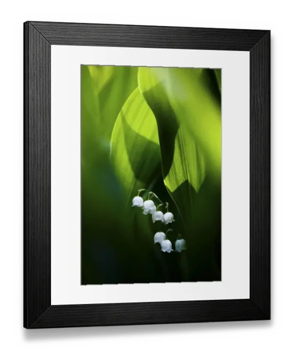 Framed Print : Lily of the valley (Convallaria majalis) hidden at the bottom of the forest in spring. Morning sun is lighting from behind. Biebrza National Park, Poland Framed Print : Lily of the valley (Convallaria majalis) hidden at the bottom of the forest in spring. Morning sun is lighting from behind. Biebrza National Park, Poland