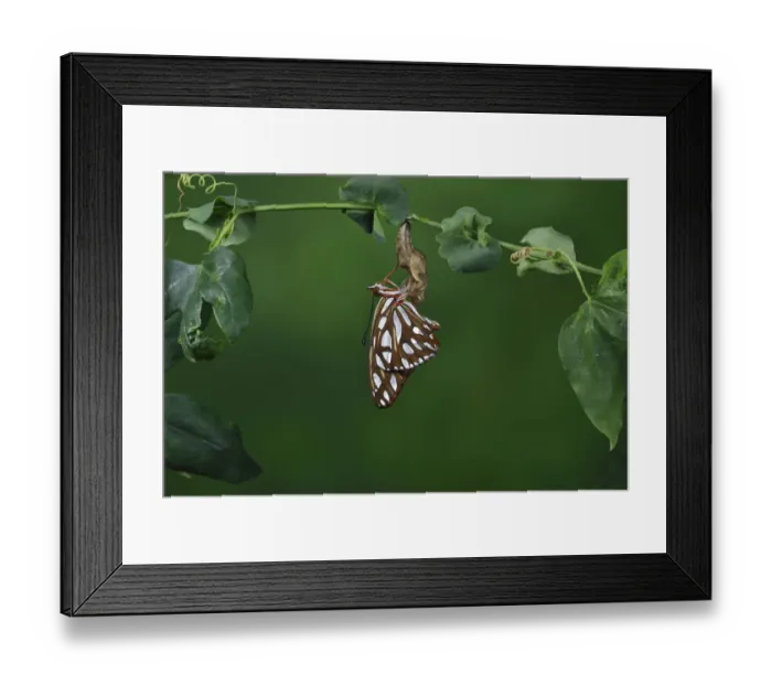 Framed Print : Gulf fritillary butterfly (Agraulis vanillae) expanding wings after emerging from chrysalis, on Passion vine (Passiflora sp). Hill Country, Texas, USA. Sequence 8 / 9 Framed Print : Gulf fritillary butterfly (Agraulis vanillae) expanding wings after emerging from chrysalis, on Passion vine (Passiflora sp). Hill Country, Texas, USA. Sequence 8 / 9