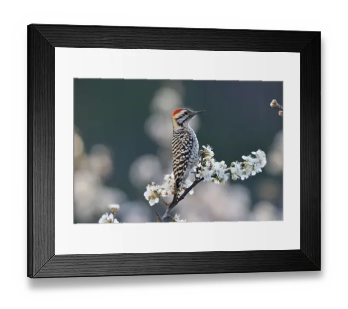 Framed Print : Ladder-backed woodpecker (Picoides scalaris) male perched on blossoming Mexican plum (Prunus mexicana). Hill Country, Texas, USA Framed Print : Ladder-backed woodpecker (Picoides scalaris) male perched on blossoming Mexican plum (Prunus mexicana). Hill Country, Texas, USA