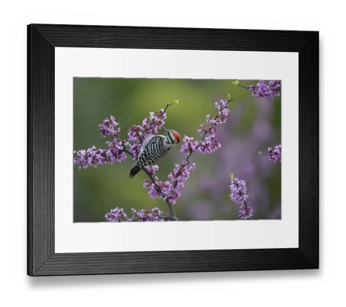 Framed Print : Ladder-backed woodpecker (Picoides scalaris) male feeding amongst blossoming Eastern redbud (Cercis canadensis). Hill Country, Texas, USA Framed Print : Ladder-backed woodpecker (Picoides scalaris) male feeding amongst blossoming Eastern redbud (Cercis canadensis). Hill Country, Texas, USA