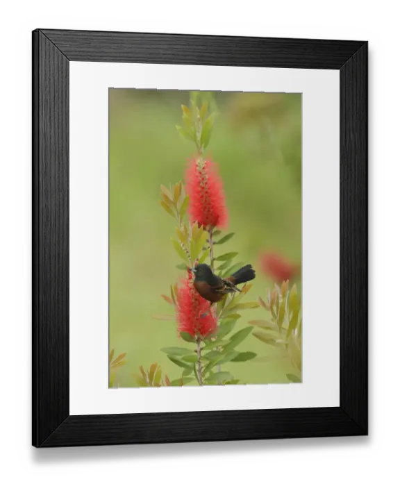 Framed Print : Orchard oriole (Icterus spurius) male feeding on Lemon bottlebrush (Callistemon pallidus) flowers. South Padre Island, Texas, USA Framed Print : Orchard oriole (Icterus spurius) male feeding on Lemon bottlebrush (Callistemon pallidus) flowers. South Padre Island, Texas, USA
