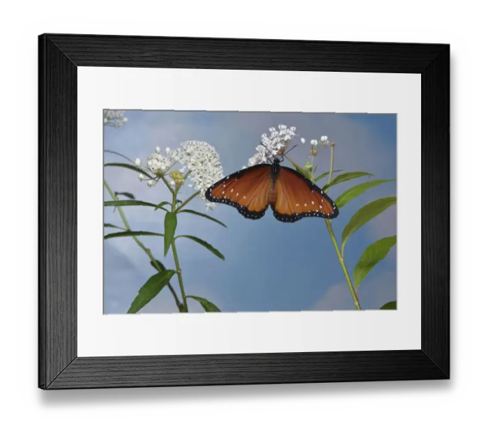 Framed Print : Queen butterfly (Danaus gilippus) expanding wings after emerging from chrysalis on Aquatic milkweed (Asclepias perennis). Hill Country, Texas, USA. Sequence 12 / 12 Framed Print : Queen butterfly (Danaus gilippus) expanding wings after emerging from chrysalis on Aquatic milkweed (Asclepias perennis). Hill Country, Texas, USA. Sequence 12 / 12