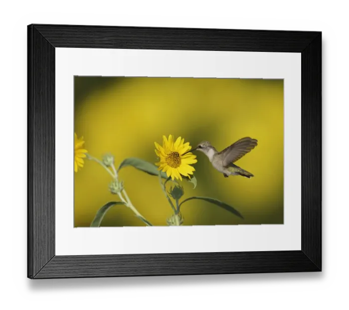 Framed Print : Ruby-throated hummingbird (Archilochus colubris) female nectaring on Maximilian sunflower (Helianthus maximilianii). Hill Country, Texas, USA Framed Print : Ruby-throated hummingbird (Archilochus colubris) female nectaring on Maximilian sunflower (Helianthus maximilianii). Hill Country, Texas, USA