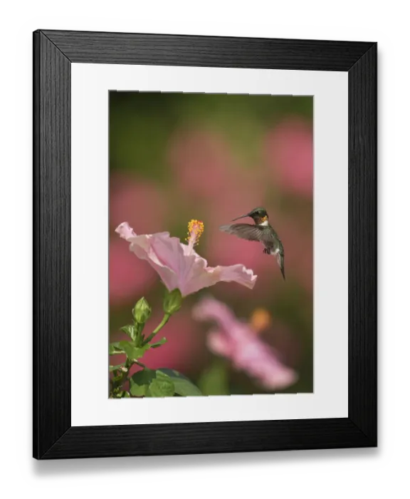 Framed Print : Ruby-throated hummingbird (Archilochus colubris) male flying towards Hibiscus (Hibiscus sp) flower before nectaring. Hill Country, Texas, USA