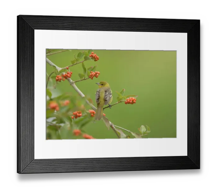 Framed Print : Baltimore oriole (Icterus galbula) female perched on Berlandiers fiddlewood (Citharexylum berlandieri). South Padre Island, Texas, USA. April Framed Print : Baltimore oriole (Icterus galbula) female perched on Berlandiers fiddlewood (Citharexylum berlandieri). South Padre Island, Texas, USA. April