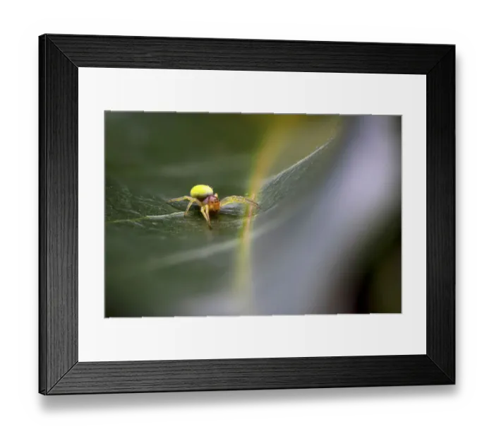 Framed Print : Cucumber spider (Araniella cucurbitina) Exeter, Devon, UK Framed Print : Cucumber spider (Araniella cucurbitina) Exeter, Devon, UK