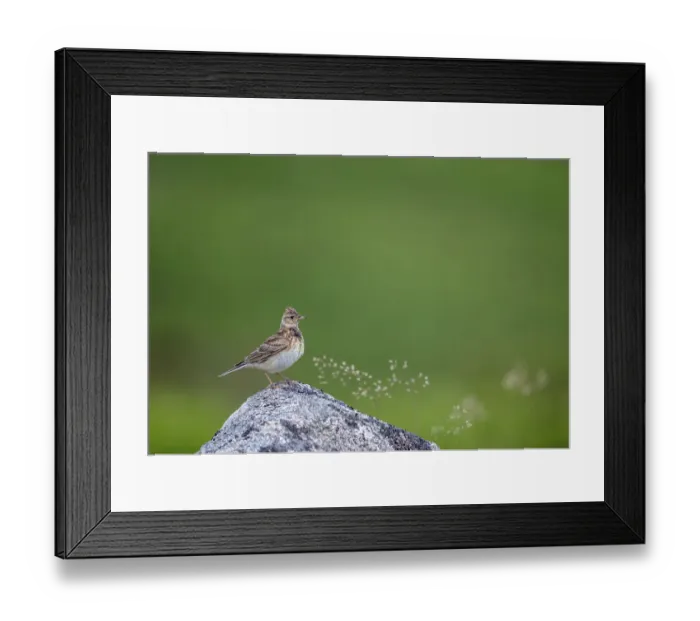 Framed Print : Sky lark (Alauda arvensis), Haytor Down, Dartmoor, Devon, UK. June Framed Print : Sky lark (Alauda arvensis), Haytor Down, Dartmoor, Devon, UK. June