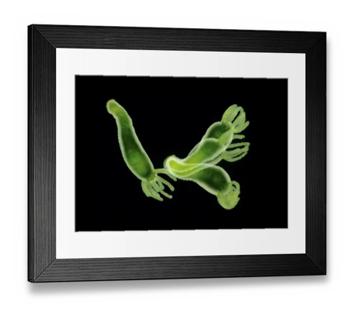 Framed Print : Freshwater green hydra (Hydra viridissima) moving over a petri dish. Green colour comes from the symbiotic relationship with green alga Chlorella vulgaris Framed Print : Freshwater green hydra (Hydra viridissima) moving over a petri dish. Green colour comes from the symbiotic relationship with green alga Chlorella vulgaris