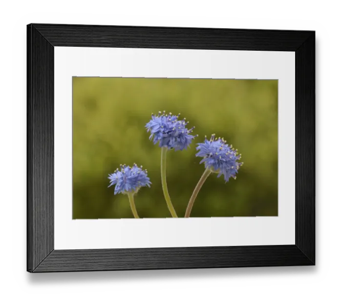 Framed Print : Blue pincushion (Brunonia australis). Tasmania, Australia. December Framed Print : Blue pincushion (Brunonia australis). Tasmania, Australia. December