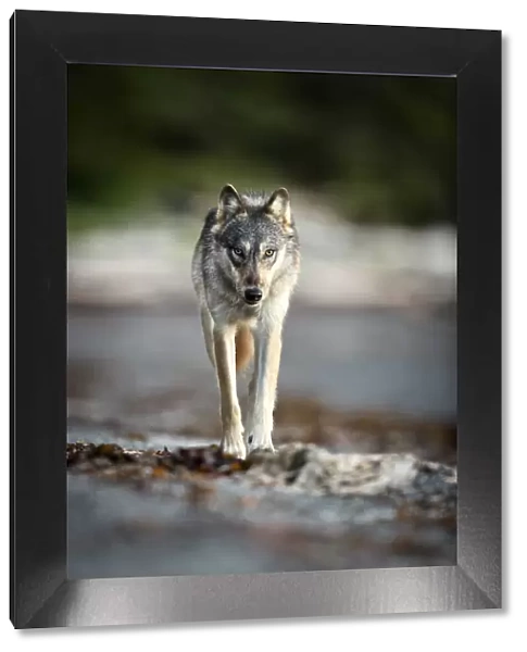 Coastal grey wolf (Canis lupus), British Columbia, Canada. August