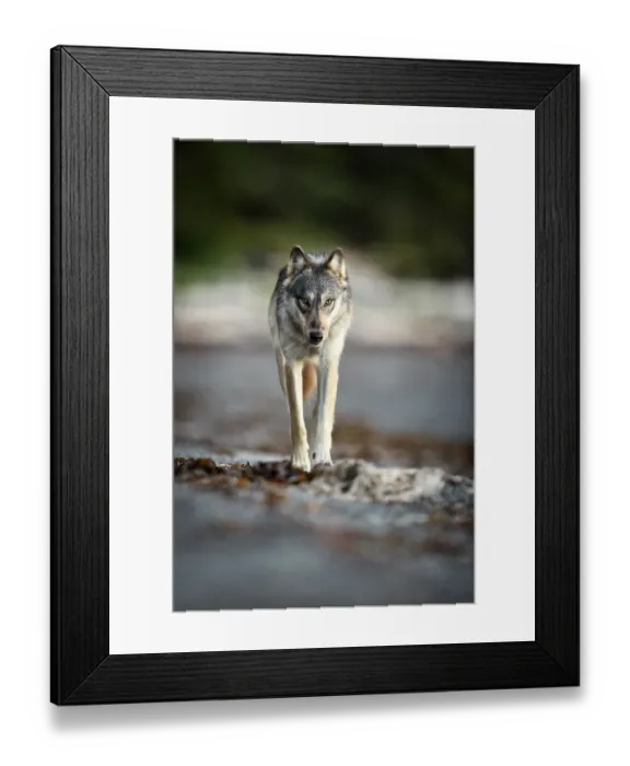 Framed Print : Coastal grey wolf (Canis lupus), British Columbia, Canada. August Framed Print : Coastal grey wolf (Canis lupus), British Columbia, Canada. August