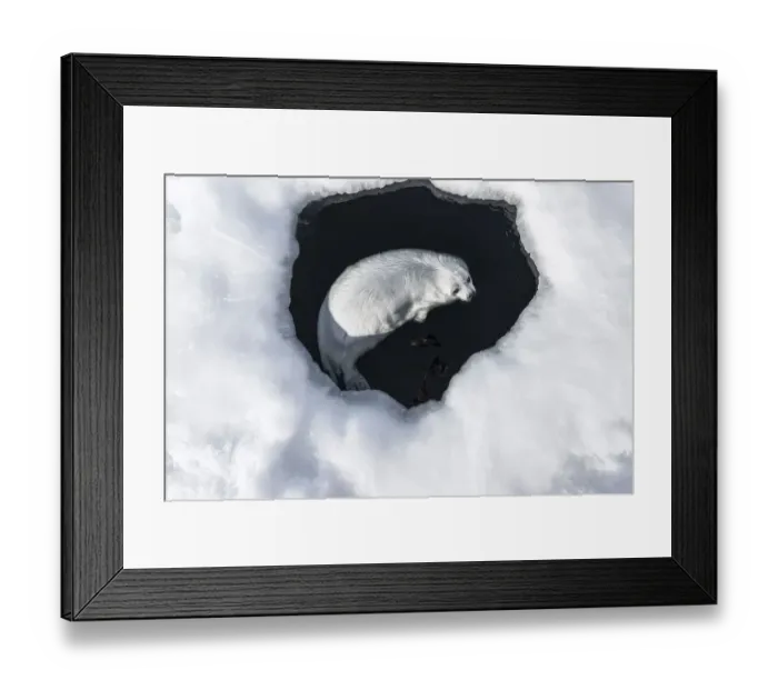 Framed Print : Harp seal (Pagophilus groenlandicus) pup swimming in a hole in the ice, Magdalen Islands, Canada. March Framed Print : Harp seal (Pagophilus groenlandicus) pup swimming in a hole in the ice, Magdalen Islands, Canada. March