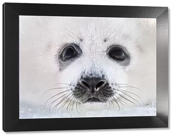 Close up of a Harp seal (Pagophilus groenlandicus) pup, Magdalen Islands, Canada. March