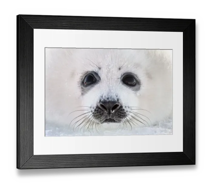 Framed Print : Close up of a Harp seal (Pagophilus groenlandicus) pup, Magdalen Islands, Canada. March Framed Print : Close up of a Harp seal (Pagophilus groenlandicus) pup, Magdalen Islands, Canada. March