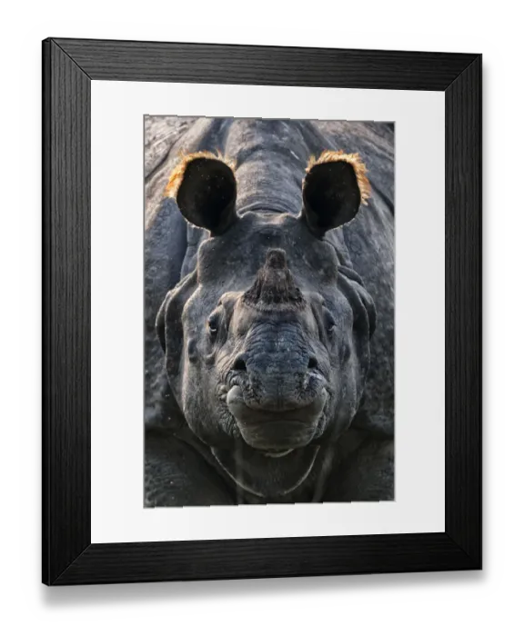 Framed Print : Greater one-horned rhinoceros (Rhinoceros unicornis) close up, Kaziranga National Park, India. January