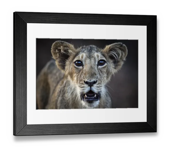 Framed Print : Asiatic lion (Panthera leo persica) cub, Gir Forest National Park, Gujarat, India. May Framed Print : Asiatic lion (Panthera leo persica) cub, Gir Forest National Park, Gujarat, India. May