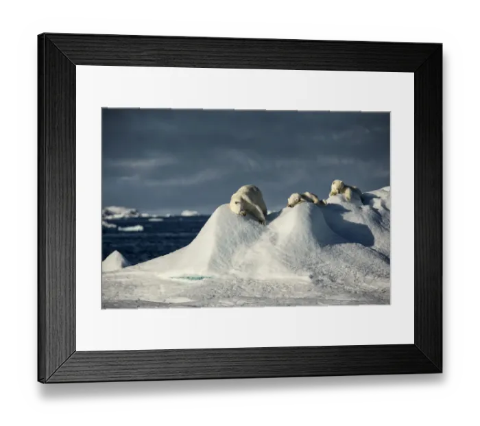 Framed Print : Polar bear (Ursus maritimus) mother and cubs rubbing themselves against mounds of snow, Robeson Channel, North Greenland. August Framed Print : Polar bear (Ursus maritimus) mother and cubs rubbing themselves against mounds of snow, Robeson Channel, North Greenland. August