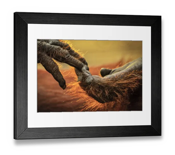 Framed Print : Close up of hands of a Bornean Orangutan (Pongo pygmaeus), Tanjung Puting National Park, Borneo Framed Print : Close up of hands of a Bornean Orangutan (Pongo pygmaeus), Tanjung Puting National Park, Borneo