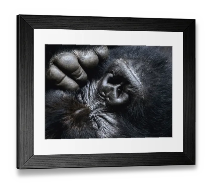 Framed Print : Close up of a silverback Mountain gorilla (Gorilla beringei beringei) face with eyes closed, and hand / fingers, Virunga National Park, Democratic Republic of Congo Framed Print : Close up of a silverback Mountain gorilla (Gorilla beringei beringei) face with eyes closed, and hand / fingers, Virunga National Park, Democratic Republic of Congo