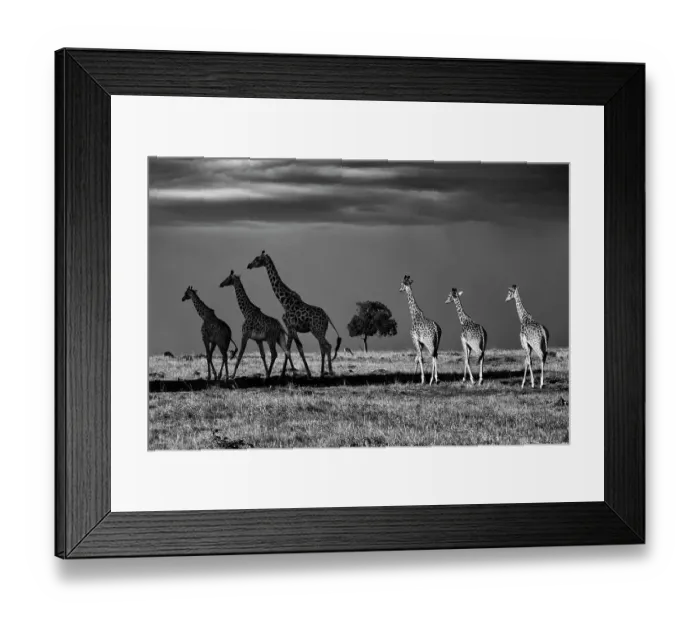 Framed Print : Rothschild giraffes (Giraffa camelopardalis rothschildi), three walking in shade and three walking in light, Mara North Conservancy, Kenya. October Framed Print : Rothschild giraffes (Giraffa camelopardalis rothschildi), three walking in shade and three walking in light, Mara North Conservancy, Kenya. October