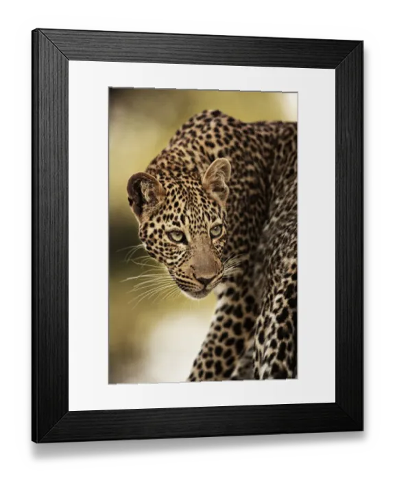 Framed Print : Leopard (Panthera pardus), Masai Mara National Park, Kenya. July