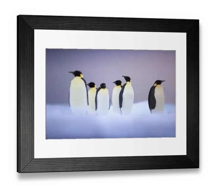 Framed Print : Emperor penguin (Aptenodytes forsteri) group on ice floe, Ross Sea, Antarctica. January Framed Print : Emperor penguin (Aptenodytes forsteri) group on ice floe, Ross Sea, Antarctica. January