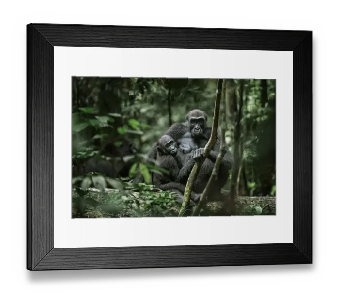Framed Print : Lowland gorilla (Gorilla gorilla) mother and young in forest, Loango National Park, Gabon. January Framed Print : Lowland gorilla (Gorilla gorilla) mother and young in forest, Loango National Park, Gabon. January