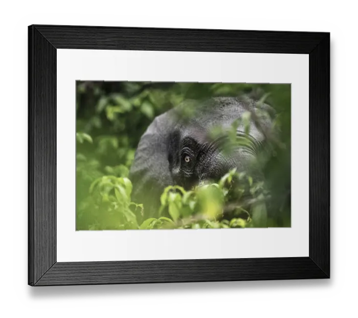 Framed Print : Close up of a Forest elephant (Loxodonta africana cyclotis) hidden in foliage, Loango National Park, Gabon. December Framed Print : Close up of a Forest elephant (Loxodonta africana cyclotis) hidden in foliage, Loango National Park, Gabon. December