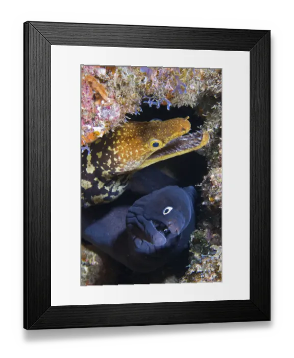 Framed Print : Black moray (Muraena augusti) and Tiger moray eels (Enchelycore anatina) peering out from a rock crevice with mouths open, Tenerife, Canary Islands, Atlantic Ocean Framed Print : Black moray (Muraena augusti) and Tiger moray eels (Enchelycore anatina) peering out from a rock crevice with mouths open, Tenerife, Canary Islands, Atlantic Ocean