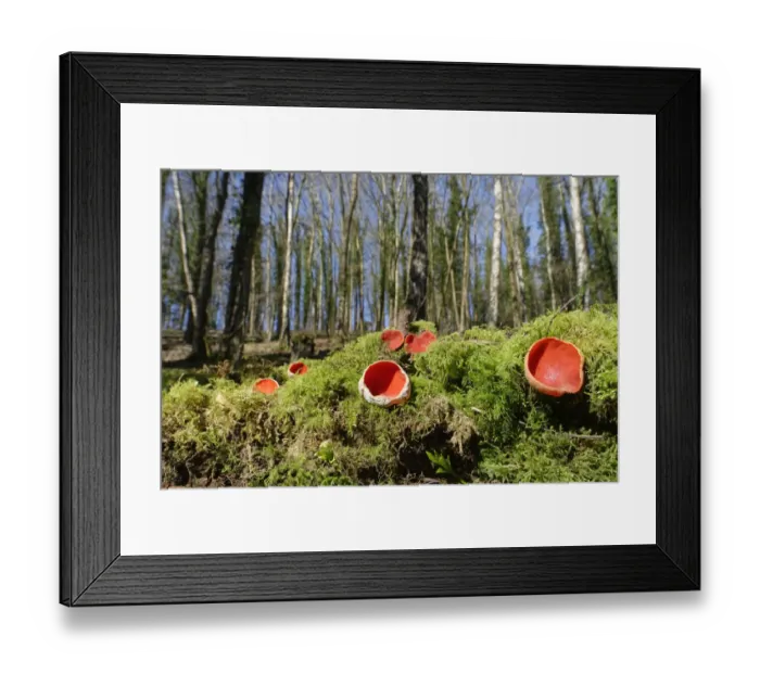 Framed Print : Scarlet elf cup fungi (Sarcoscypha coccinea) growing on rotten mossy log among leaf litter in deciduous woodland, Wiltshire, UK, February Framed Print : Scarlet elf cup fungi (Sarcoscypha coccinea) growing on rotten mossy log among leaf litter in deciduous woodland, Wiltshire, UK, February