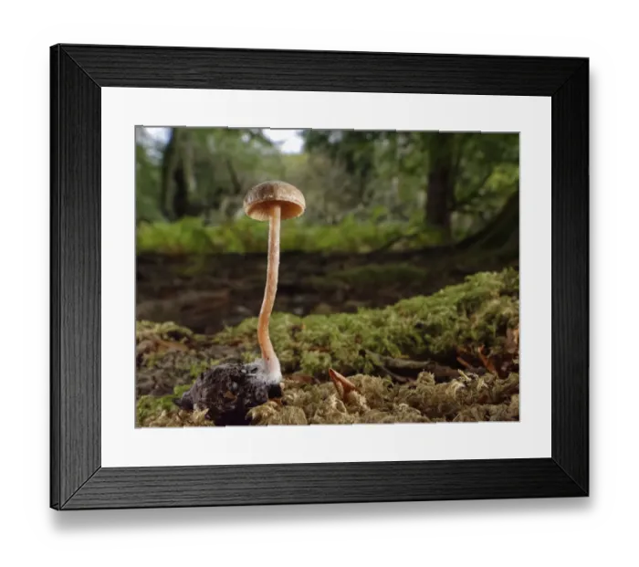 Framed Print : Scurfy twiglet mushroom (Tubaria furfuracea) growing from Beech mast (Fagus sylvatica) on mossy woodland floor, New Forest, Hampshire, UK, October Framed Print : Scurfy twiglet mushroom (Tubaria furfuracea) growing from Beech mast (Fagus sylvatica) on mossy woodland floor, New Forest, Hampshire, UK, October