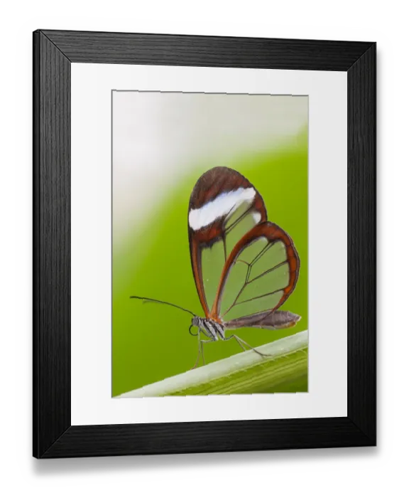 Framed Print : Glasswing butterfly (Greta oto) resting on leaf. Captive Framed Print : Glasswing butterfly (Greta oto) resting on leaf. Captive