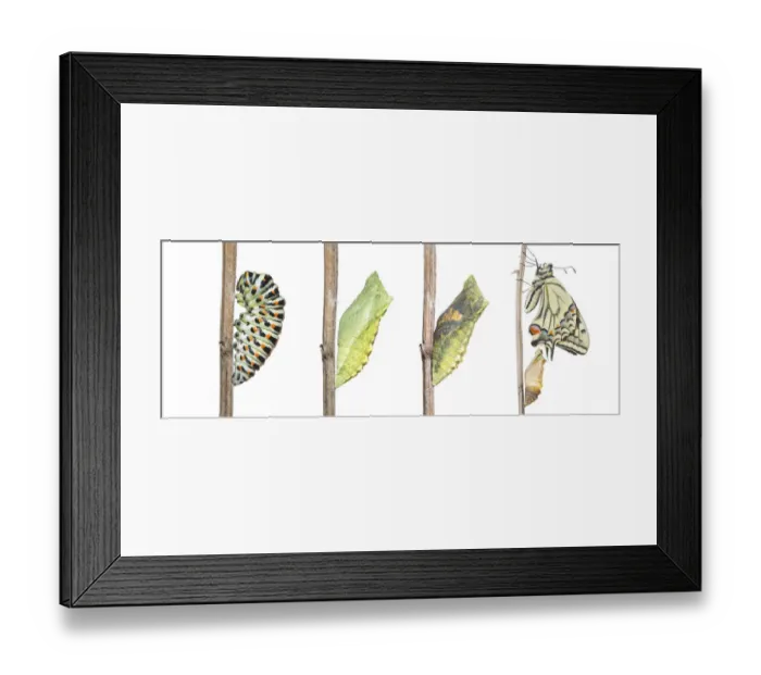 Framed Print : Digital composite of Swallowtail butterfly (Papilio machaon) caterpillar, pupa, chrysalis and emerging adult Framed Print : Digital composite of Swallowtail butterfly (Papilio machaon) caterpillar, pupa, chrysalis and emerging adult