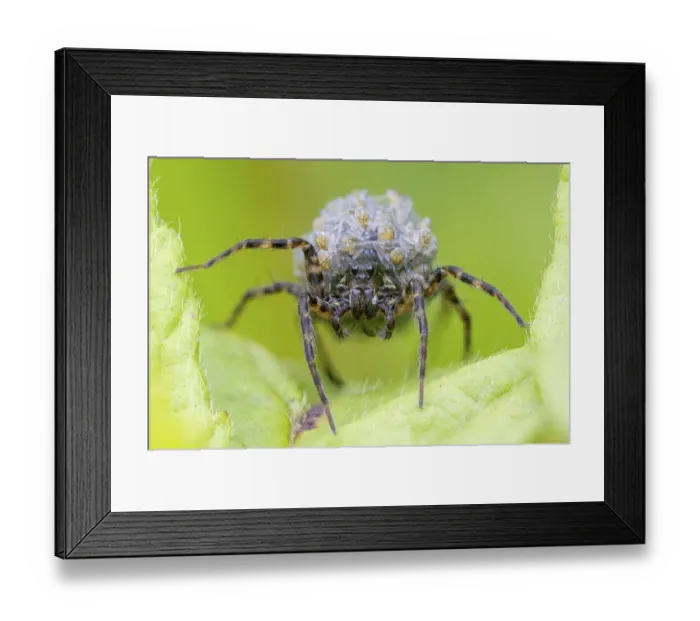 Framed Print : Wolf spider (Pardosa sp. ) carrying spiderlings on her back. UK