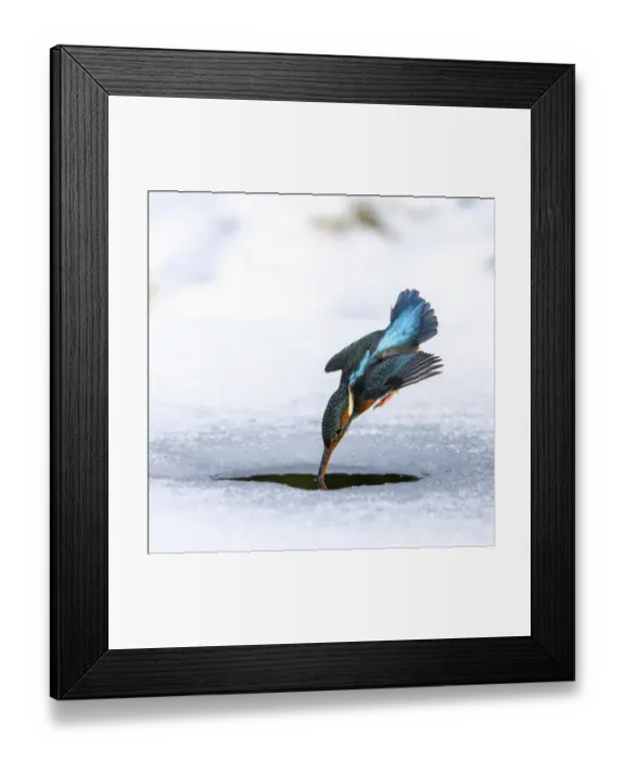 Framed Print : A female kingfisher (Alcedo atthis) fishing / diving into an ice hole in winter. Leeds, Yorkshire, UK. January Framed Print : A female kingfisher (Alcedo atthis) fishing / diving into an ice hole in winter. Leeds, Yorkshire, UK. January