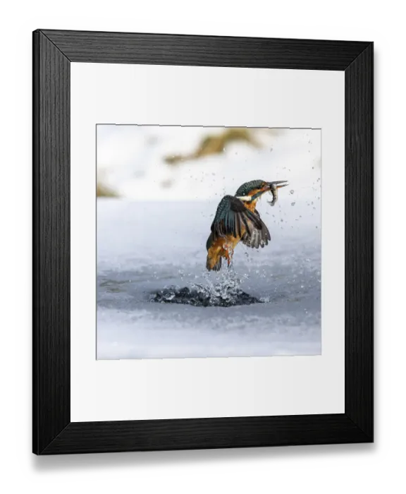 Framed Print : A female kingfisher (Alcedo atthis) fishing through an ice hole in winter, emerging with prey in beak. Leeds, Yorkshire, UK. January Framed Print : A female kingfisher (Alcedo atthis) fishing through an ice hole in winter, emerging with prey in beak. Leeds, Yorkshire, UK. January
