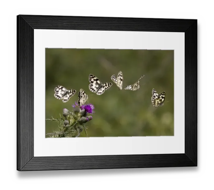 Framed Print : Marbled white butterfly (Melanargia galathea) sequence showing landing and taking off from a Greater knapweed (Centaurea scabiosa) flower. Yorkshire, UK. Digital composite Framed Print : Marbled white butterfly (Melanargia galathea) sequence showing landing and taking off from a Greater knapweed (Centaurea scabiosa) flower. Yorkshire, UK. Digital composite