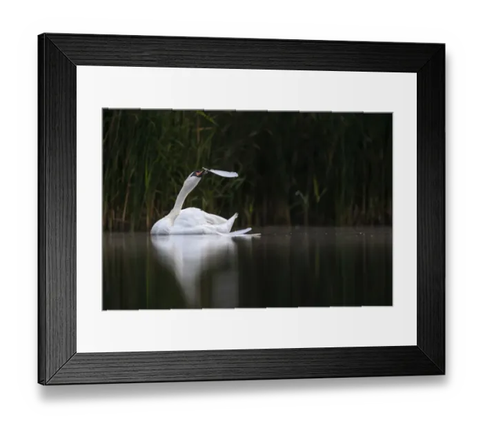 Framed Print : Mute swan (Cygnus olor) moulting and plucking its own feathers, Valkenhorst Nature Reserve, Valkenswaard, The Netherlands. August Framed Print : Mute swan (Cygnus olor) moulting and plucking its own feathers, Valkenhorst Nature Reserve, Valkenswaard, The Netherlands. August