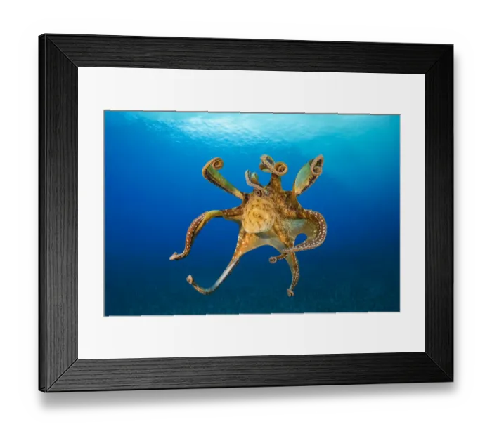 Framed Print : Female Day octopus (Octopus cyanea) drifting in the ocean, Hawaii, Pacific Ocean Framed Print : Female Day octopus (Octopus cyanea) drifting in the ocean, Hawaii, Pacific Ocean
