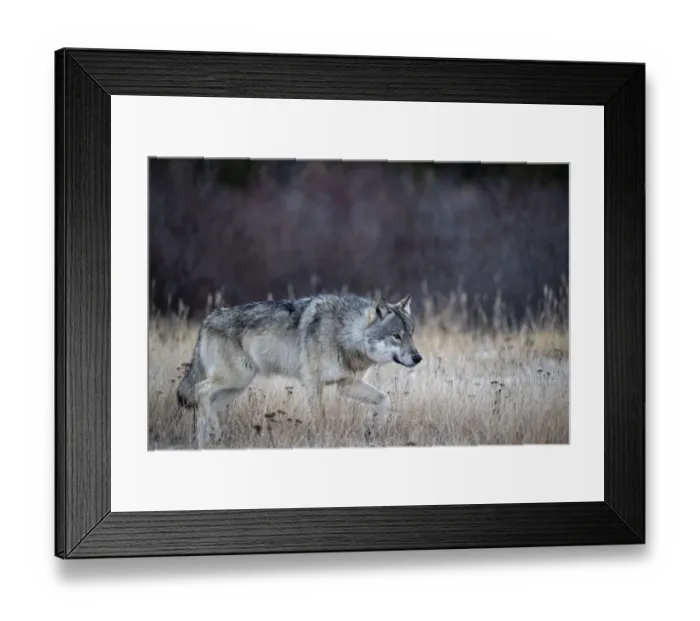 Framed Print : Alpha male Timber wolf (Canis lupus lycaon) hunting in snow, Hudson Bay, Manitoba, Canada Framed Print : Alpha male Timber wolf (Canis lupus lycaon) hunting in snow, Hudson Bay, Manitoba, Canada