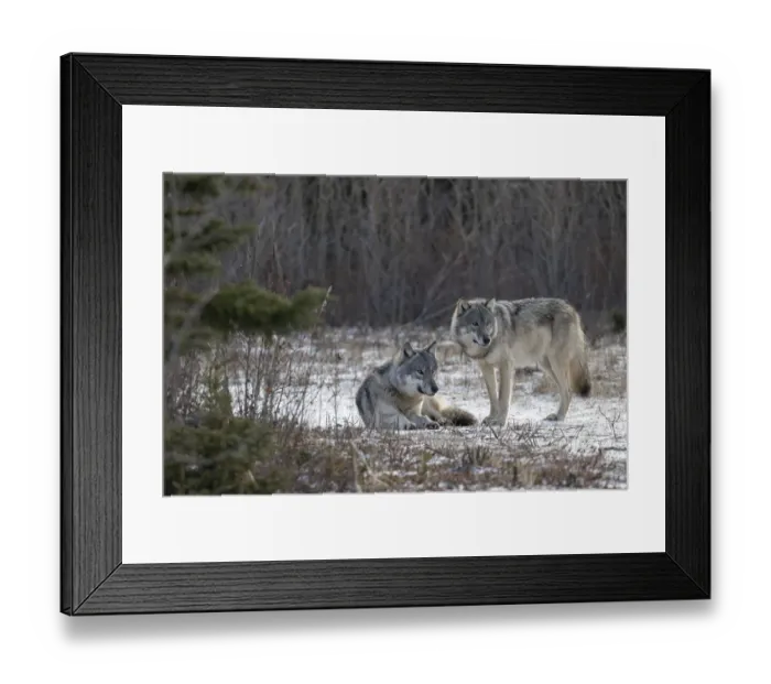 Framed Print : Matriarch Timber wolf (Canis lupus lycaon) sitting next to alpha male standing in snow. Hudson Bay, Manitoba, Canada Framed Print : Matriarch Timber wolf (Canis lupus lycaon) sitting next to alpha male standing in snow. Hudson Bay, Manitoba, Canada