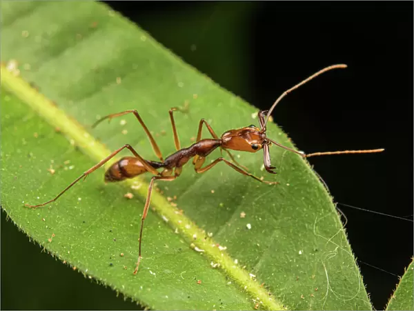 Trap-jaw ant (Odontomachus hastatus) with mandibles open, Los Amigos Biological Station, Peru