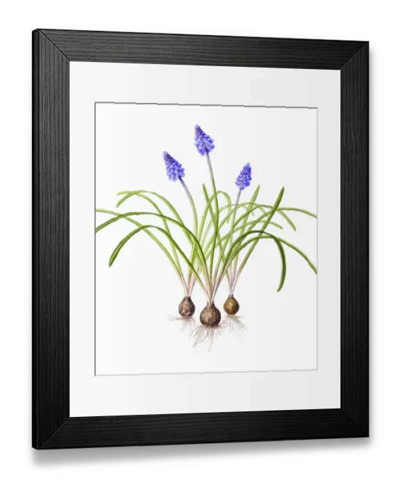 Framed Print : Watercolour painting of Grape hyacinth (Muscari). Botanical illustration by Linda Pitkin Framed Print : Watercolour painting of Grape hyacinth (Muscari). Botanical illustration by Linda Pitkin