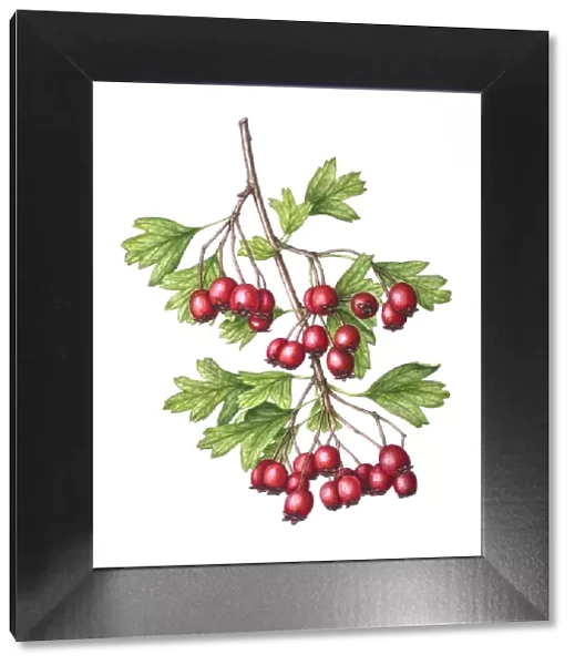 Watercolour painting of Common hawthorn (Crataegus monogyna) berries. Botanical illustration by Linda Pitkin